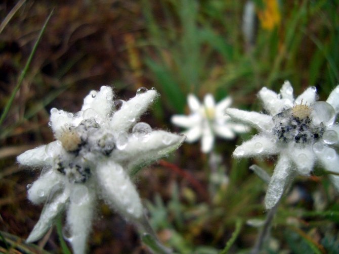 Воспоминания о походе-экспедиции по Катунской Подкове Алтая с 18.07 по 07.08.2010. (Альпинизм, алтай, белуха, эдельвейс)
