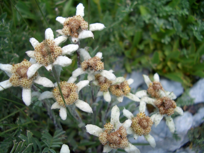 Воспоминания о походе-экспедиции по Катунской Подкове Алтая с 18.07 по 07.08.2010. (Альпинизм, алтай, белуха, эдельвейс)