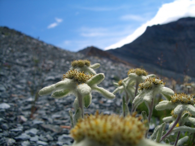 Воспоминания о походе-экспедиции по Катунской Подкове Алтая с 18.07 по 07.08.2010. (Альпинизм, алтай, белуха, эдельвейс)