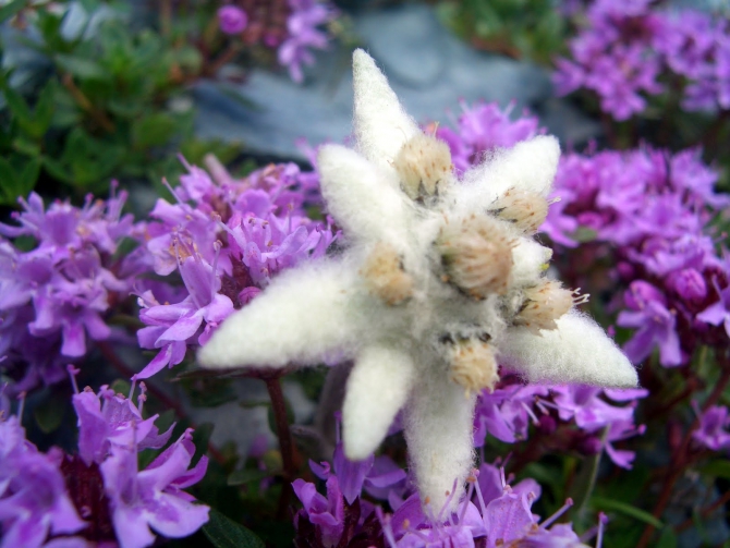 Воспоминания о походе-экспедиции по Катунской Подкове Алтая с 18.07 по 07.08.2010. (Альпинизм, алтай, белуха, эдельвейс)