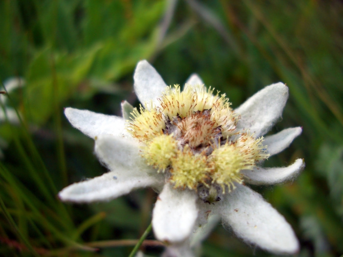 Воспоминания о походе-экспедиции по Катунской Подкове Алтая с 18.07 по 07.08.2010. (Альпинизм, алтай, белуха, эдельвейс)