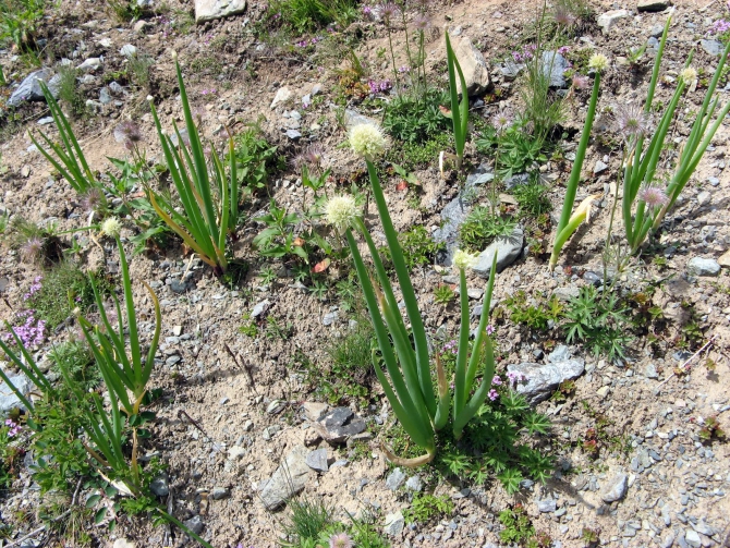 Воспоминания о походе-экспедиции по Катунской Подкове Алтая с 18.07 по 07.08.2010. (Альпинизм, алтай, белуха, эдельвейс)