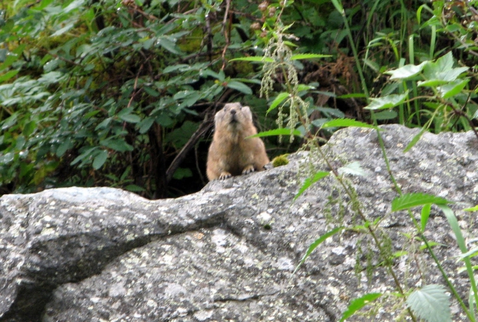 Воспоминания о походе-экспедиции по Катунской Подкове Алтая с 18.07 по 07.08.2010. (Альпинизм, алтай, белуха, эдельвейс)