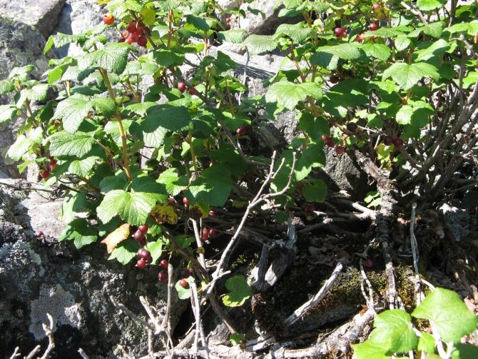 Воспоминания о походе-экспедиции по Катунской Подкове Алтая с 18.07 по 07.08.2010. (Альпинизм, алтай, белуха, эдельвейс)