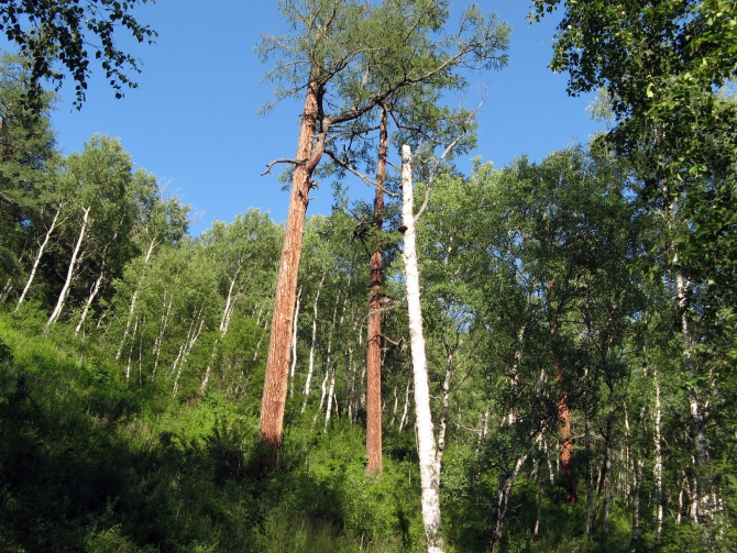 Воспоминания о походе-экспедиции по Катунской Подкове Алтая с 18.07 по 07.08.2010. (Альпинизм, алтай, белуха, эдельвейс)