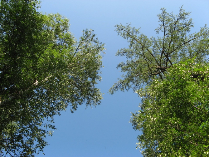 Воспоминания о походе-экспедиции по Катунской Подкове Алтая с 18.07 по 07.08.2010. (Альпинизм, алтай, белуха, эдельвейс)