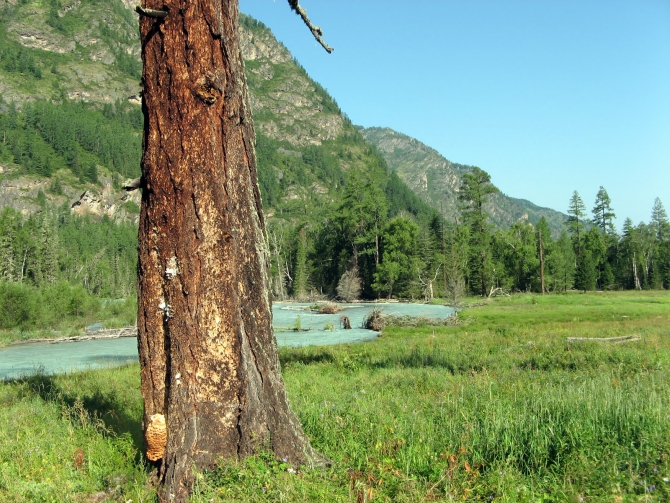 Воспоминания о походе-экспедиции по Катунской Подкове Алтая с 18.07 по 07.08.2010. (Альпинизм, алтай, белуха, эдельвейс)
