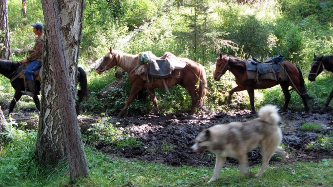 Воспоминания о походе-экспедиции по Катунской Подкове Алтая с 18.07 по 07.08.2010. (Альпинизм, алтай, белуха, эдельвейс)