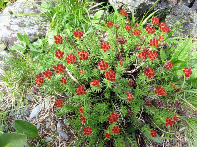 Воспоминания о походе-экспедиции по Катунской Подкове Алтая с 18.07 по 07.08.2010. (Альпинизм, алтай, белуха, эдельвейс)