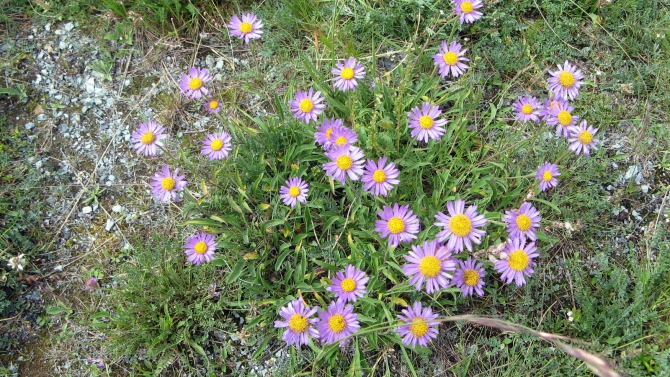 Воспоминания о походе-экспедиции по Катунской Подкове Алтая с 18.07 по 07.08.2010. (Альпинизм, алтай, белуха, эдельвейс)