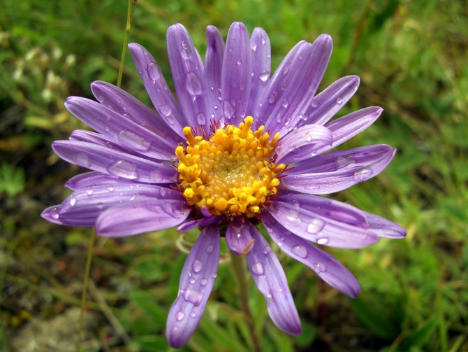 Воспоминания о походе-экспедиции по Катунской Подкове Алтая с 18.07 по 07.08.2010. (Альпинизм, алтай, белуха, эдельвейс)