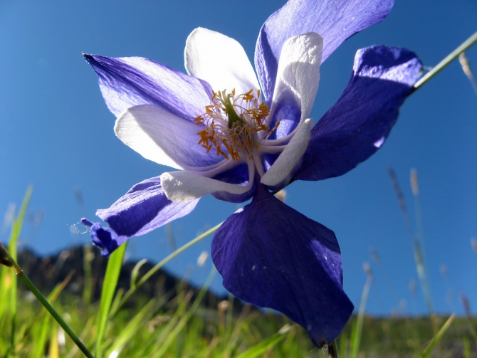 Воспоминания о походе-экспедиции по Катунской Подкове Алтая с 18.07 по 07.08.2010. (Альпинизм, алтай, белуха, эдельвейс)