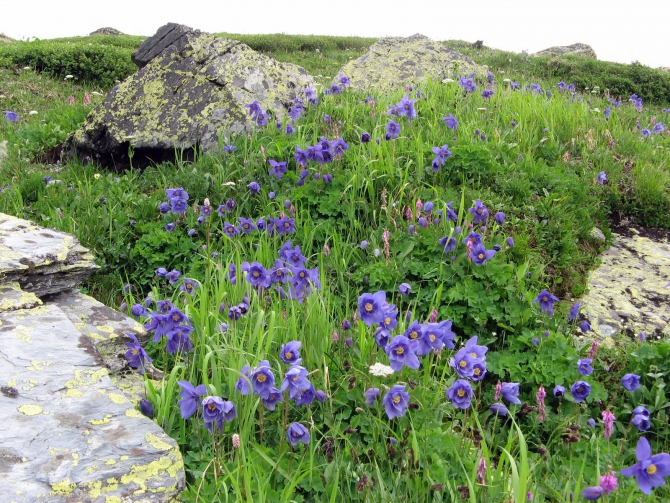 Воспоминания о походе-экспедиции по Катунской Подкове Алтая с 18.07 по 07.08.2010. (Альпинизм, алтай, белуха, эдельвейс)