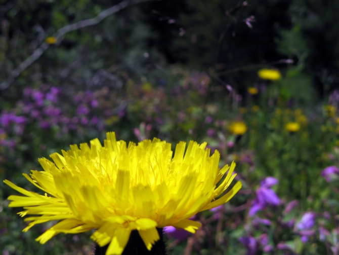 Воспоминания о походе-экспедиции по Катунской Подкове Алтая с 18.07 по 07.08.2010. (Альпинизм, алтай, белуха, эдельвейс)