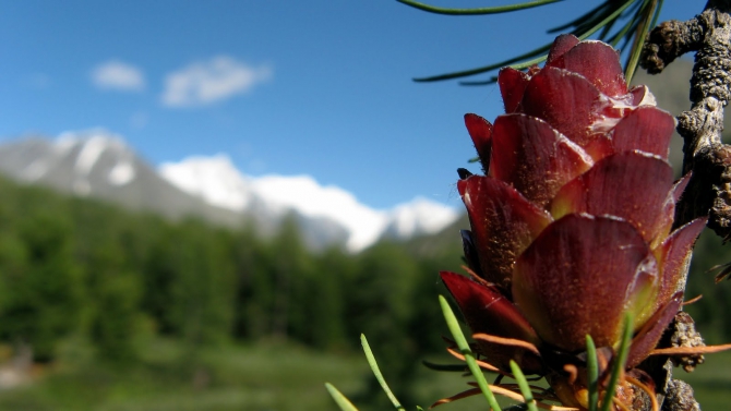Воспоминания о походе-экспедиции по Катунской Подкове Алтая с 18.07 по 07.08.2010. (Альпинизм, алтай, белуха, эдельвейс)