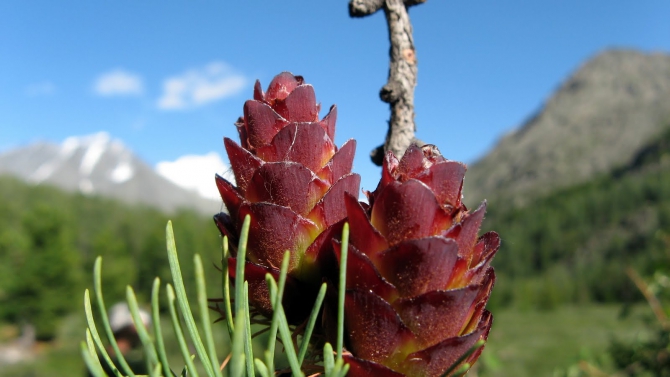 Воспоминания о походе-экспедиции по Катунской Подкове Алтая с 18.07 по 07.08.2010. (Альпинизм, алтай, белуха, эдельвейс)