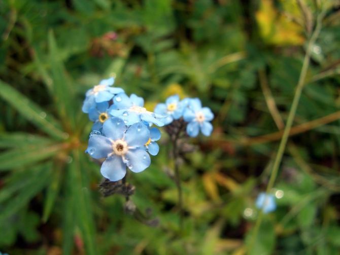 Воспоминания о походе-экспедиции по Катунской Подкове Алтая с 18.07 по 07.08.2010. (Альпинизм, алтай, белуха, эдельвейс)