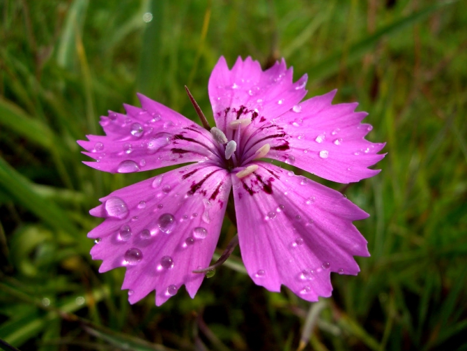 Воспоминания о походе-экспедиции по Катунской Подкове Алтая с 18.07 по 07.08.2010. (Альпинизм, алтай, белуха, эдельвейс)