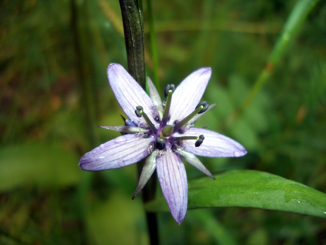 Воспоминания о походе-экспедиции по Катунской Подкове Алтая с 18.07 по 07.08.2010. (Альпинизм, алтай, белуха, эдельвейс)