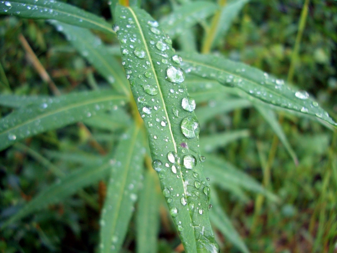 Воспоминания о походе-экспедиции по Катунской Подкове Алтая с 18.07 по 07.08.2010. (Альпинизм, алтай, белуха, эдельвейс)