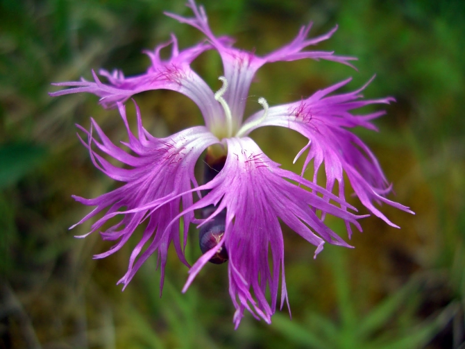 Воспоминания о походе-экспедиции по Катунской Подкове Алтая с 18.07 по 07.08.2010. (Альпинизм, алтай, белуха, эдельвейс)