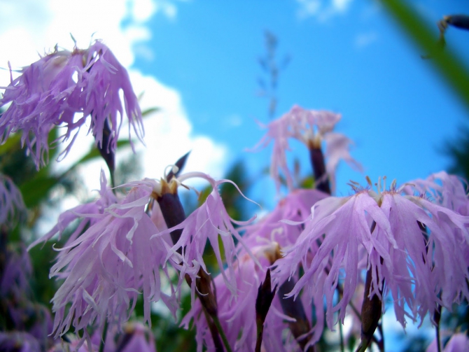Воспоминания о походе-экспедиции по Катунской Подкове Алтая с 18.07 по 07.08.2010. (Альпинизм, алтай, белуха, эдельвейс)