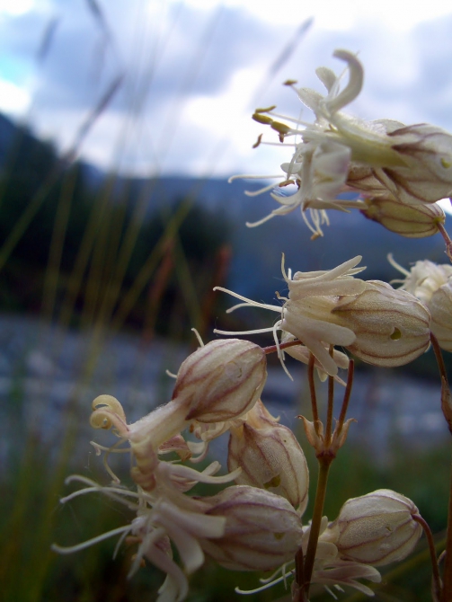 Воспоминания о походе-экспедиции по Катунской Подкове Алтая с 18.07 по 07.08.2010. (Альпинизм, алтай, белуха, эдельвейс)