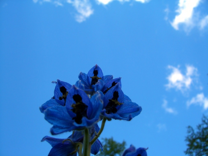 Воспоминания о походе-экспедиции по Катунской Подкове Алтая с 18.07 по 07.08.2010. (Альпинизм, алтай, белуха, эдельвейс)