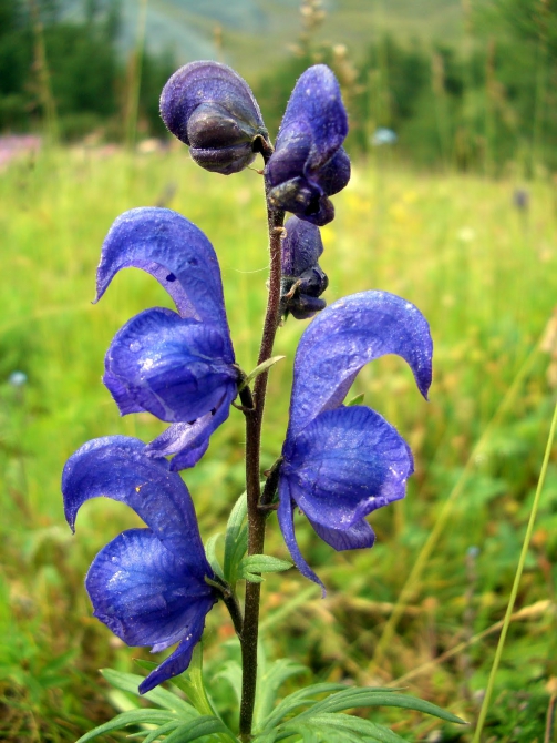 Воспоминания о походе-экспедиции по Катунской Подкове Алтая с 18.07 по 07.08.2010. (Альпинизм, алтай, белуха, эдельвейс)