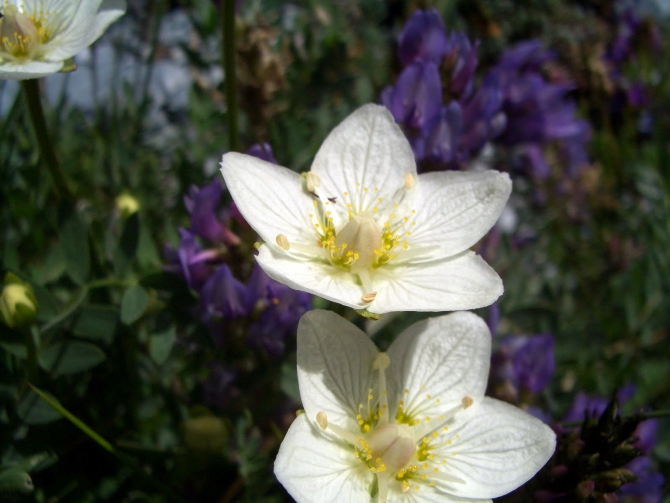 Воспоминания о походе-экспедиции по Катунской Подкове Алтая с 18.07 по 07.08.2010. (Альпинизм, алтай, белуха, эдельвейс)