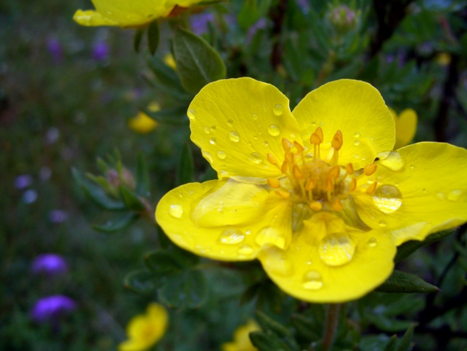 Воспоминания о походе-экспедиции по Катунской Подкове Алтая с 18.07 по 07.08.2010. (Альпинизм, алтай, белуха, эдельвейс)
