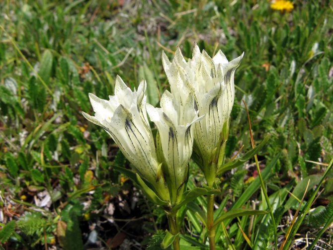 Воспоминания о походе-экспедиции по Катунской Подкове Алтая с 18.07 по 07.08.2010. (Альпинизм, алтай, белуха, эдельвейс)