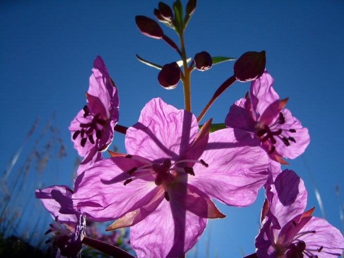 Воспоминания о походе-экспедиции по Катунской Подкове Алтая с 18.07 по 07.08.2010. (Альпинизм, алтай, белуха, эдельвейс)