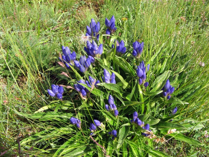 Воспоминания о походе-экспедиции по Катунской Подкове Алтая с 18.07 по 07.08.2010. (Альпинизм, алтай, белуха, эдельвейс)