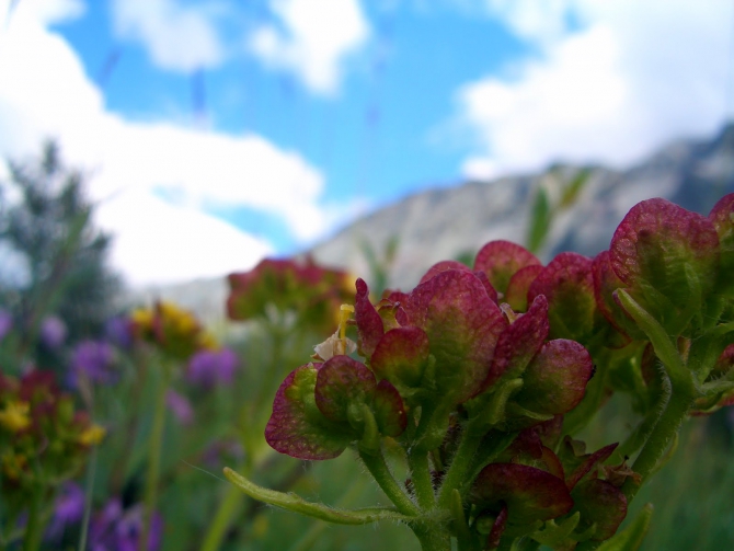 Воспоминания о походе-экспедиции по Катунской Подкове Алтая с 18.07 по 07.08.2010. (Альпинизм, алтай, белуха, эдельвейс)