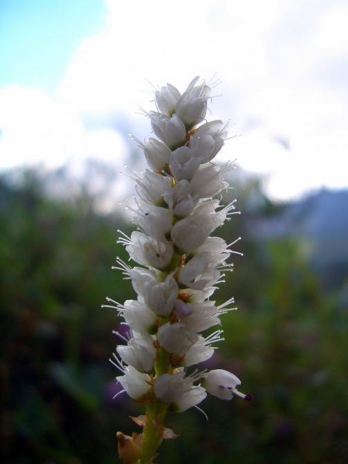 Воспоминания о походе-экспедиции по Катунской Подкове Алтая с 18.07 по 07.08.2010. (Альпинизм, алтай, белуха, эдельвейс)