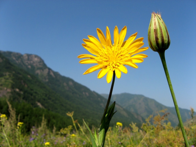 Воспоминания о походе-экспедиции по Катунской Подкове Алтая с 18.07 по 07.08.2010. (Альпинизм, алтай, белуха, эдельвейс)