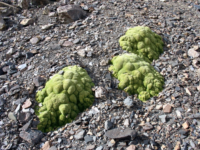 В царстве восьмитысячников. Кольцо у подножия великих вершин. (Альпинизм, маи, броуд пик, каракорум, китайский каракорум, гашербрум, хидден пик)