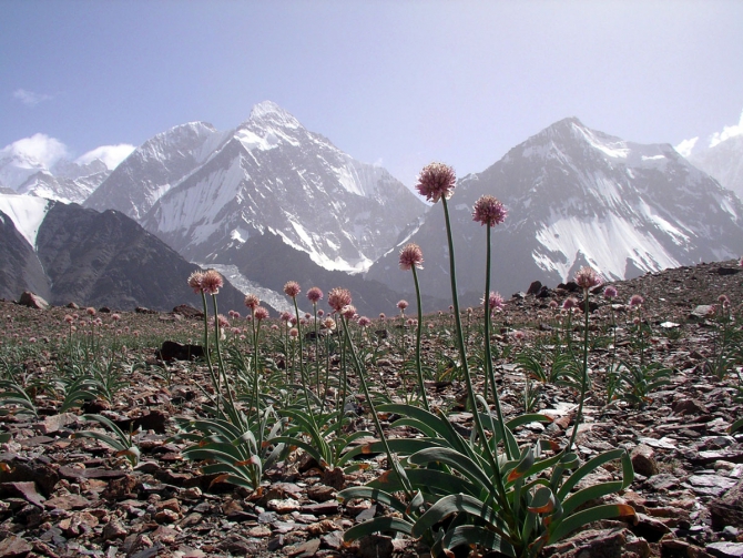 В царстве восьмитысячников. Кольцо у подножия великих вершин. (Альпинизм, маи, броуд пик, каракорум, китайский каракорум, гашербрум, хидден пик)