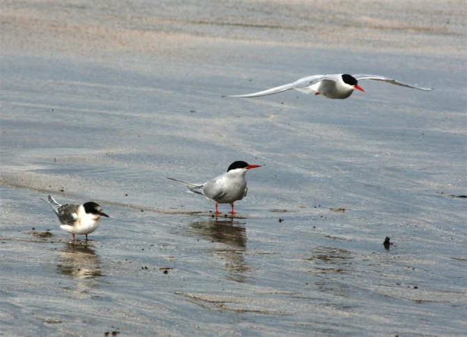 Гренландия для бедных, или причудливые лики исландского альпинизма.(8, исландия)