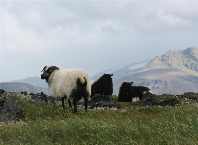 Гренландия для бедных, или причудливые лики исландского альпинизма.(8, исландия)