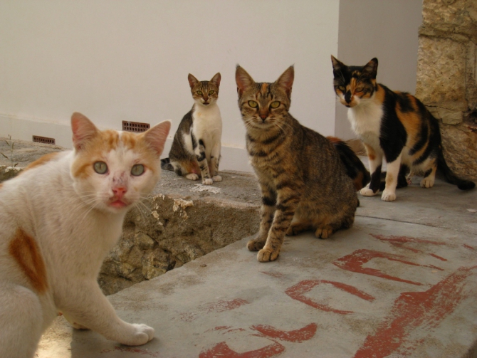 Калимнос - скалолазный рай! (Скалолазание, скалолазание, греция)