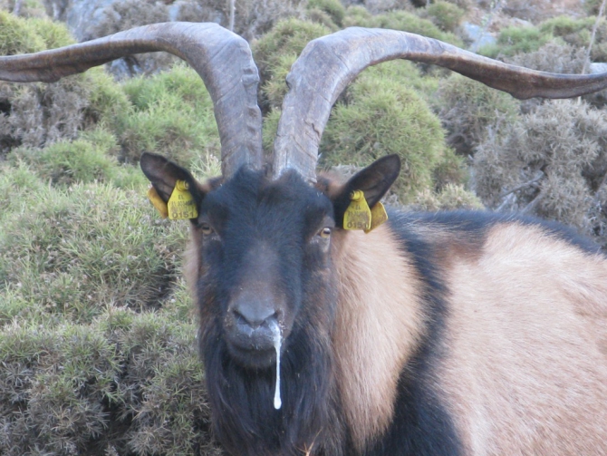 Калимнос - скалолазный рай! (Скалолазание, скалолазание, греция)