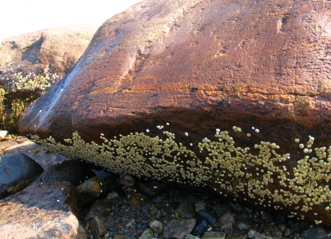 ДЛЯ ГЛАЗА, СЕРДЦА И ДУШИ... (Вода, белое море)