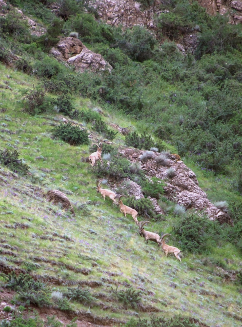 По заброшенным местам Иныльчека. Часть 1. (Горный туризм)
