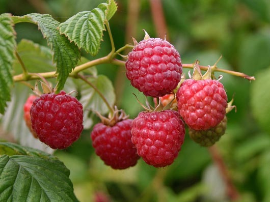 Уллу-Тау - 2010. Взгляд с другой стороны (Альпинизм, уллу-тау 2010, летние сборы, кубок памяти, джайлык)