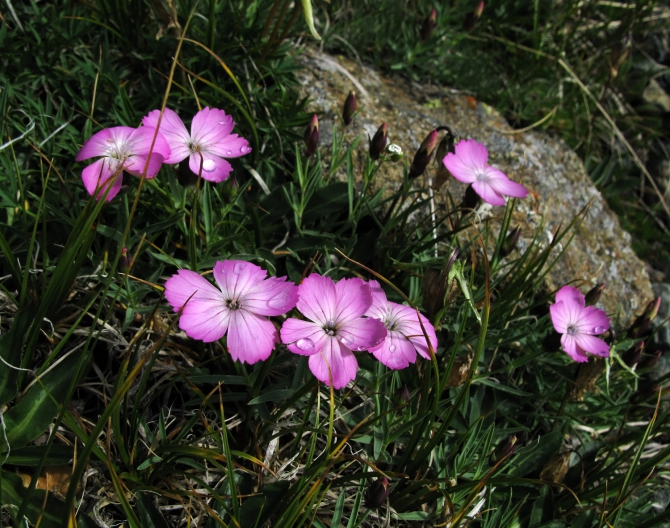 АРХЫЗ-2010. Фотоальбом (Горный туризм, горы, кавказ, поход, туризм)