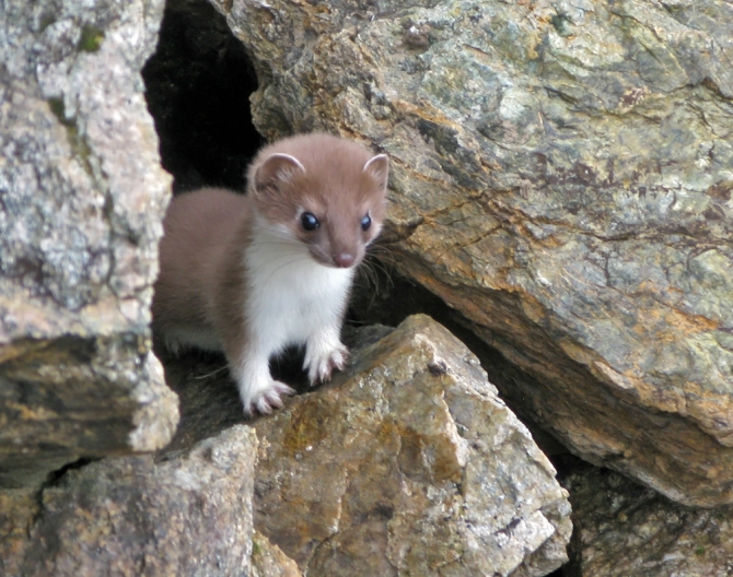 АРХЫЗ-2010. Фотоальбом (Горный туризм, горы, кавказ, поход, туризм)