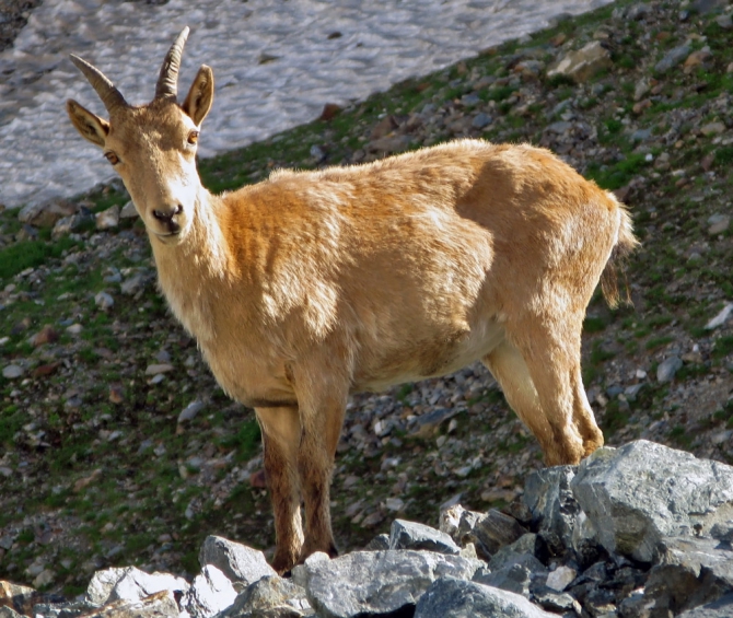 АРХЫЗ-2010. Фотоальбом (Горный туризм, горы, кавказ, поход, туризм)