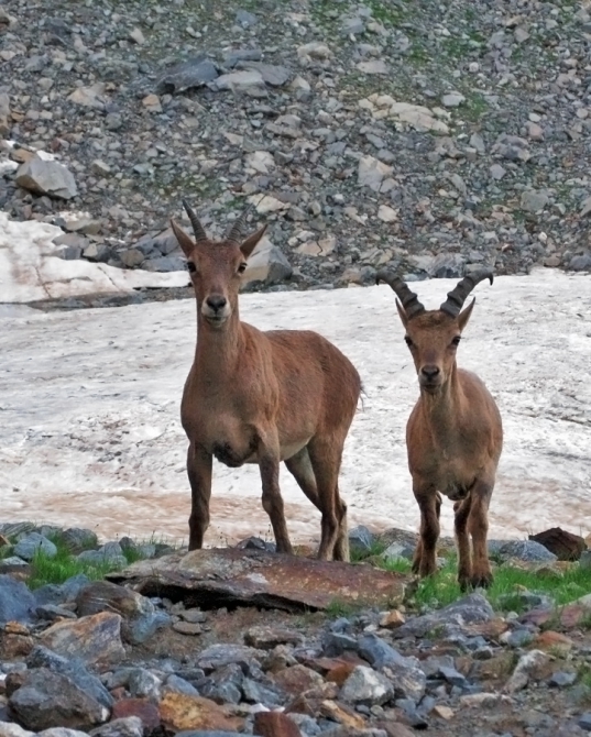 АРХЫЗ-2010. Фотоальбом (Горный туризм, горы, кавказ, поход, туризм)